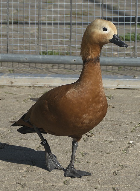 赛季 赛季